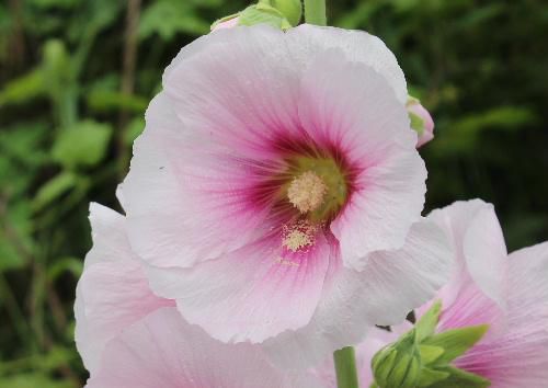 直立する太い茎に大輪の美しい花を咲かせるタチアオイ（ホリホック）は　梅雨に入る頃に咲き出し　先端の花が咲き終わる頃には梅雨が明けるといわれ梅雨葵の異名もあります