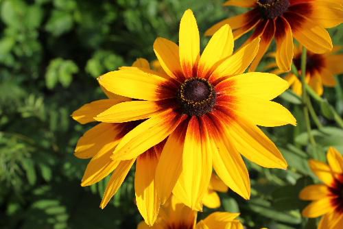 友人の庭に奥様が丹精込めて育てているヒマワリによく似た黄色の花を撮りました　中心が赤く真黄色の花びらはこれから来る夏を迎える準備をしているようです 図鑑で調べてみると「ハンゴウソウ」という名前の花かな？