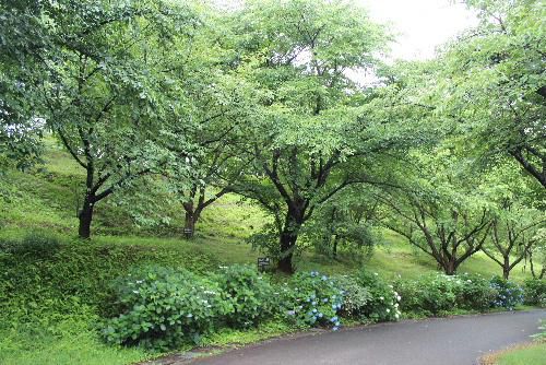 南陽市にも２代目ワシントン桜　平成６年～７年にかけて赤湯中学校や烏帽子山公園に７本植栽されました　アジサイの咲く烏帽子山公園にワシントン桜がありました