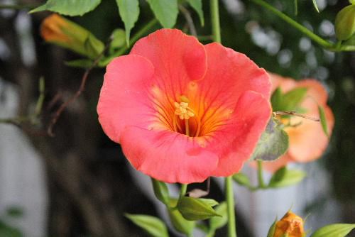 青い夏空に映えるノーゼンカズラが咲いています 連日雨や曇りの日が続きオレンジ色の花が映えるのはいつになるのでしょうか マーちゃんの花ごよみ