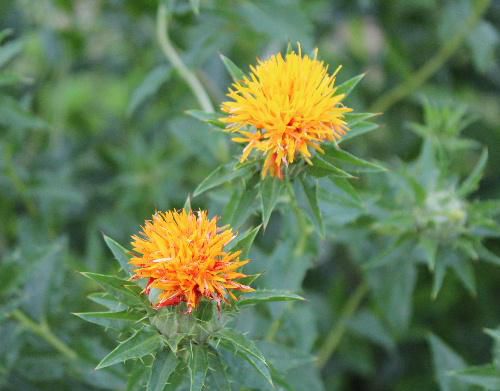 県の花「ベニバナ」が咲いています　梅雨明け間近の今頃に咲く花です　この花がきれいな朱色の紅となる不思議さを感じます