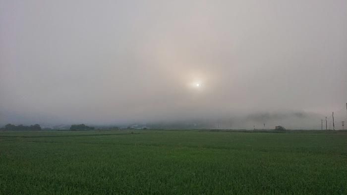 早朝の散歩で目にとまった朝霧の中の田園風景です　今日は夏の陽ざしで暑くなりそうです