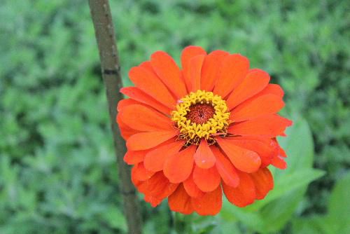 夏の花　ヒャクニチソウが赤、ピンク、黄色と様々な色の大倫から小輪まで花を咲かせ、花壇をにぎわしています夏から秋まで長期間咲き続け、「長命の花」という意味の浦島草の名前でも呼ばれています