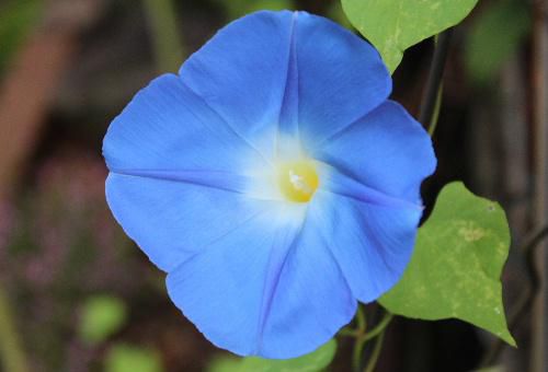 今年もようやく西洋アサガオが１輪咲きました　鮮やかな青い花ですがなかなか種を取るのが難しく種を植えてようやく芽をだした一本です