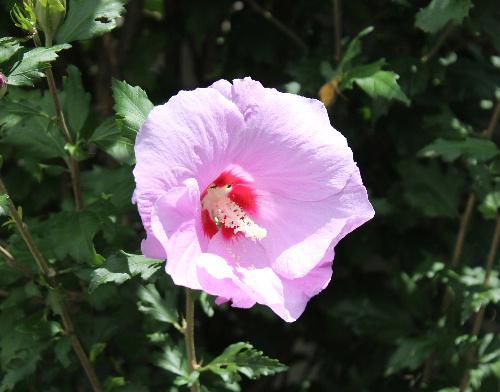 夏の花であるムクゲがあちこちに咲いています　ハイビスカスの類なので花がとてもよく似ています　青空を背景にピンクや薄紫色の花が多いのですが白い花も見かけます