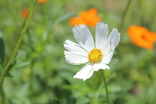 秋の花コスモスが咲き始めました　お盆が過ぎると朝晩ぐっと涼しくなりますが 今年は暑い日が続きそうです　