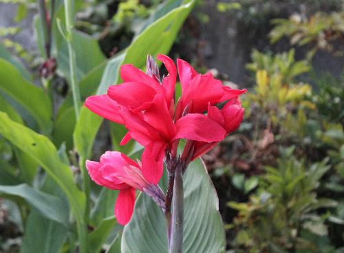 夏から秋にかけて咲く花で夏に似合うトロピカルな色の花「カンナ」が咲いています　花言葉は情熱 快活 夏の暑さに負けない強さと華やかさにちなむといわれています