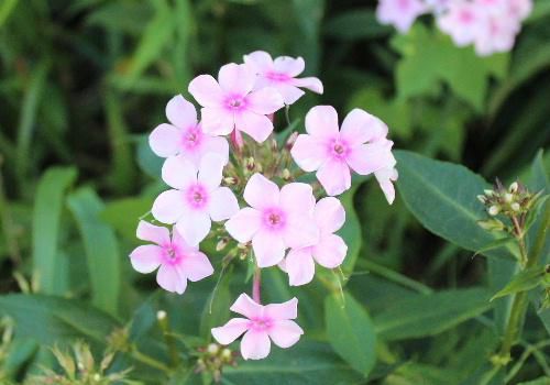 ある家の軒先に咲いていたピンクの小さくかわいらしく夏に咲く花ではないようです　名前は定かでないが「クサキョウチクトウ　別名オイランソウ」ではないでしょうか