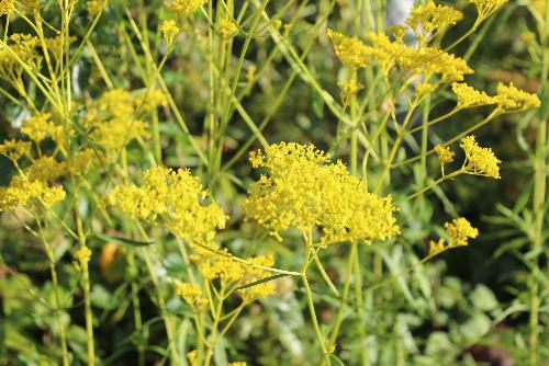 秋の七草の一つで、風にゆらぐ優しげな風情が万葉の昔から愛されてきた「オミナエシ」が小さな黄色い花をつけS氏の庭に咲いていました