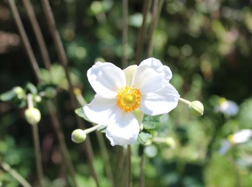 高く伸びた花茎の上に大柄な白い花をつけている「シュウメイギク」が友人のO氏の庭に咲いていました　秋を告げる代表的な花で漢字で秋明菊と表記されます