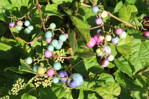 赤や青、紫、白などダイヤモンドのような「ノブドウ」の木の実が熟れてきました。色がついている実は寄生虫が寄生しているもので不味い木の実です
