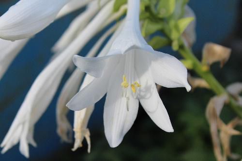 ユリの花のような白い首の長い　名前のわからない花が咲いています　蕾もたくさんついていますから秋の花でしょうか