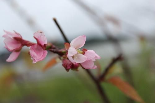 国道13号線に沿って植栽されている桜並木の一本に季節はずれの桜が咲いています　雨に濡れ弱々しい桜です　暑かったり涼しかったり雨が降ったりと桜も季節感をなくしてしまったのでしょうか