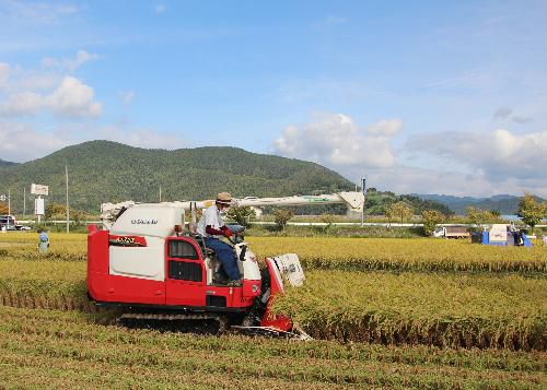 稲刈りが始まりコンバインの音が響きます　黄金色の田んぼと真っ赤なコンバインは秋の収穫を象徴する映像です
