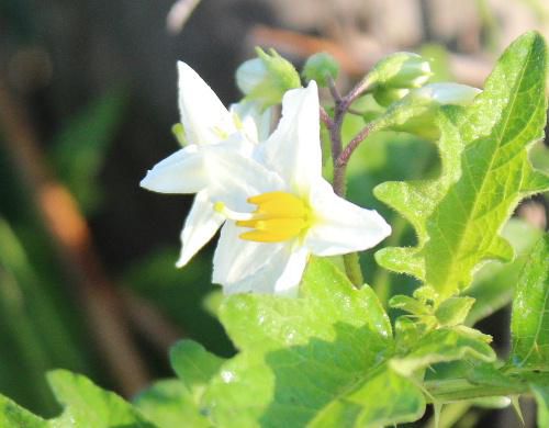 雨上がりの道ばたに真っ白なかわいい花がさいていました 図鑑で調べてみましたが名前がわかりません ネットでもう少し調べてみますが わかる人がいたり教えて下さい マーちゃんの花ごよみ