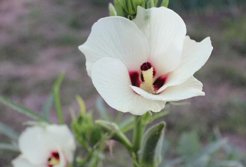 オクラの花がこんなにきれいだったと知っていましたか　ねばねばしたオクラですがこの花も食べられるそうです