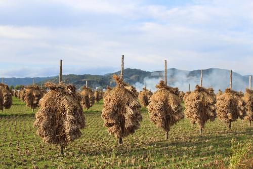 収穫の秋　稲刈り真っ盛りです　今では珍しくなった稲の「はせがけ」の田んぼを見つけました　自然乾燥の米は格別の美味しさとのことです　秋の空をサギが飛んでいます