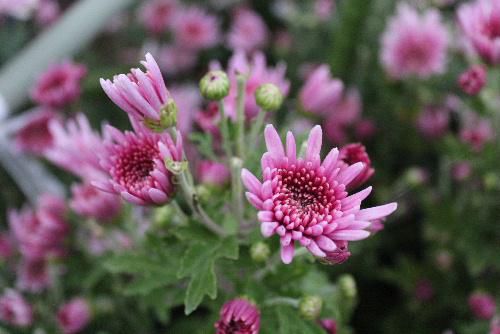 秋の花の代表「キク」は郷土食の一つでもあります「モッテギク」と呼ばれる薄紫色の菊のシャキシャキとした食感と香りは格別です