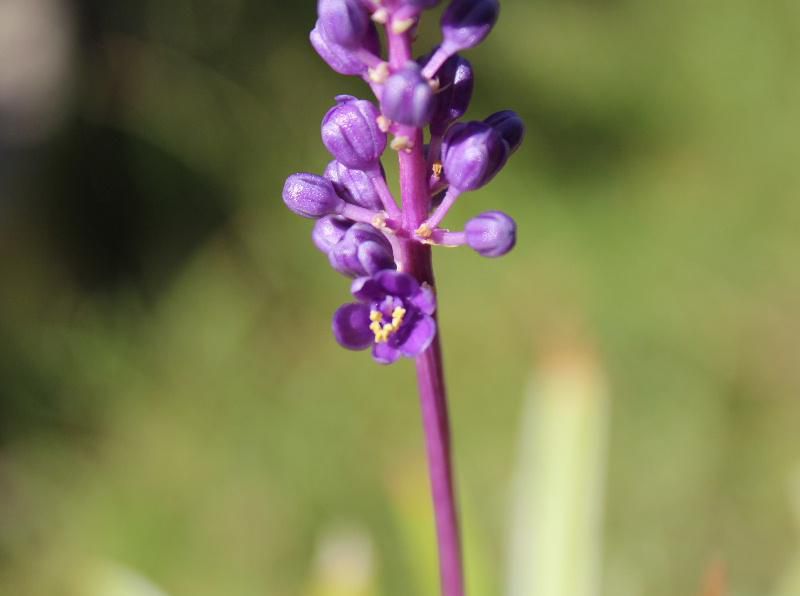 僅か５ミリほどの小さなかわいい紫色の花が咲いています　なんという名前でしょうか？　以前このブログで紹介している「ヤブラン」という葉を鑑賞する草花です