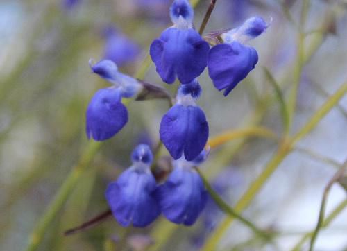 青紫色の花が青空に映えてきれいです　何という名前の花なのかわかりませんでした