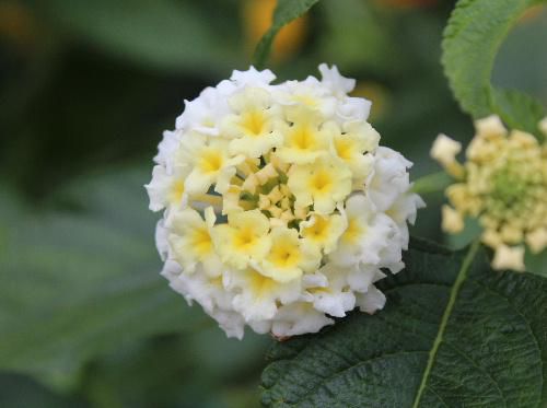黄色と白の２種類の花をつけている「ランタナ？」が咲いています　咲き進むにつれて花色が変化するものもあるようです　「シチヘンゲ」という別名もあります