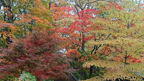 紅葉が一段と進み高い山から徐々に里に下りてきました　真っ赤な木の葉は秋の色です　