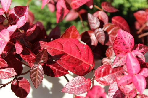 葉が白からピンク　赤　緑と変化し　緑の葉に白い斑点ができることから「ハツユキカズラ（初雪葛）」という名前がつきました　花言葉は「化粧」といわれますが葉が何色にも変わることからついたのでしょうか　秋の陽ざしに照らされて真っ赤に輝いています　