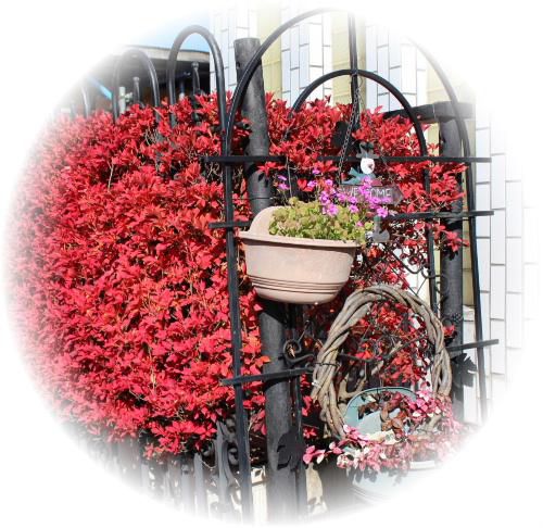 庭のドウタンが真っ赤に色づいてきました「マーちゃんの花暦」も秋色一色なりました　間もなく一面ドウタンの葉が地面を覆ってしまいます　