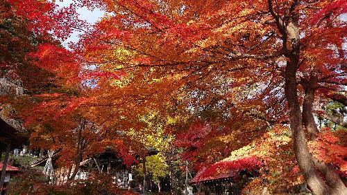 置賜三十三観音の一つ東正寺観音堂の真っ赤な紅葉と黄色のイチョウが見事にコラボしています　烏帽子山公園の紅葉とともに一見の価値ありです　紅葉の進んだ様子を後日再度紹介します