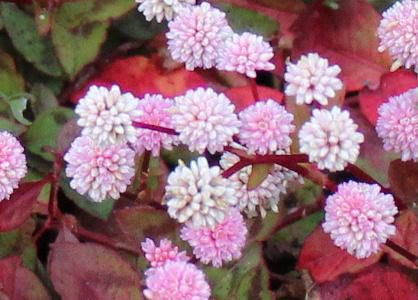 こんな寒い季節ですがある家の庭先で地面に這うようにのびた茎にピンクの小さな花が集まり丸くなって「ヒメツルソバ」という名前の花が咲いています　楕円形の葉は表面にV字形の模様があり　晩秋から初冬の今頃寒さにあうと赤く色づきます