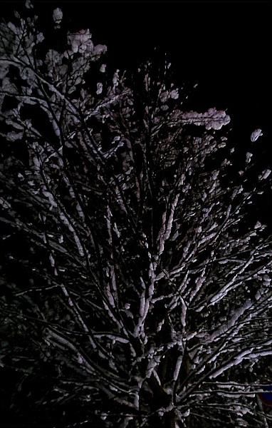 今日も雪が降っています　昨夜上を見上げると真っ黒な空に雪をのせた枝が広がっています　隣家の軒先にはつららが下がりその寒さを物語っています　もう少し寒波が居座りそうであとどのくらい雪がふるのでしょうか