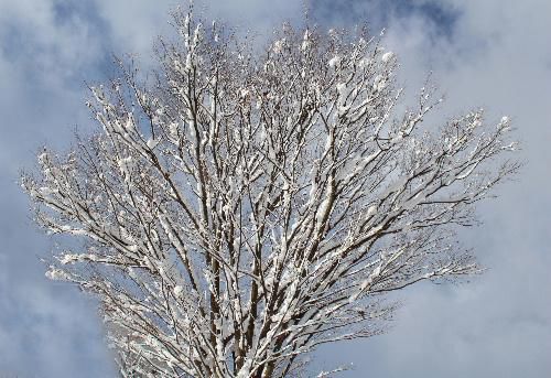 つかの間の青空の下で桜の木に白い花を咲かせたように枝を広げています　多い所では１メートルを超える降雪量があったことがテレビ等で報道されています　南陽市では30㎝程度と米沢市や山形市よりは少ない降雪量で驚いています