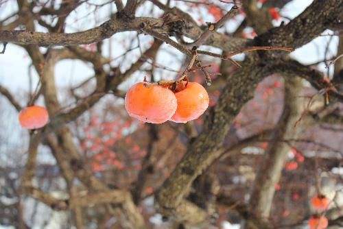 雪の中に立つ柿の木と柿の実　そして古民家と定番の風景です　地方の農村に見られる懐かしさを感じる一コマです　晴れ間をぬって歩いていて出会った一枚です