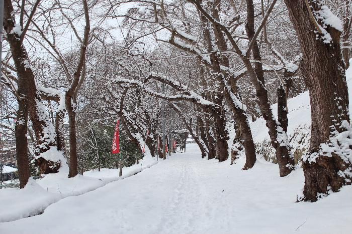近くの烏帽子山公園に登ってみました　雪も少なく太陽が霞んで見える天候で大雪の予報がウソのようです　春になると一面の桜が開花する桜木はうっすらと雪がかかって　静寂に包まれまさに墨絵の風景が広がっています