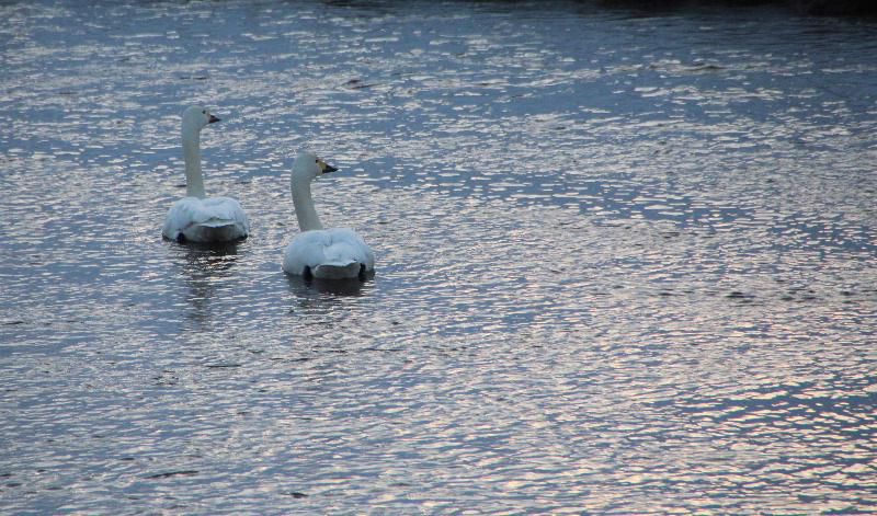 夕焼けに照らされた吉野川の川辺に白鳥が何かを見つけたように顔を揃えて見つめています　夕方になって餌を食べてきたであろう白鳥がねぐらに戻ってきたのだろうか仲良く川でやすんでいます
