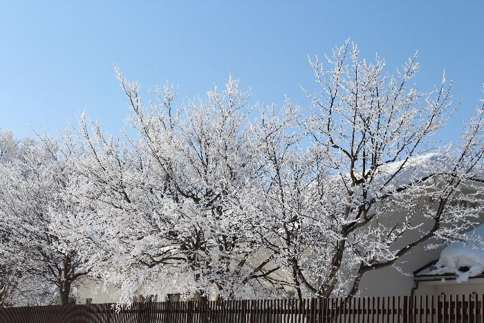 真冬の青空の下に真っ白な花が咲きました　昨日はこの冬一番の氷点下１３度となり木々の枝にはまるで白い花が咲いたように一面に霧氷がついていました　まだまだ寒さは続きますがようやく冬の寒さは一休みでしょうか