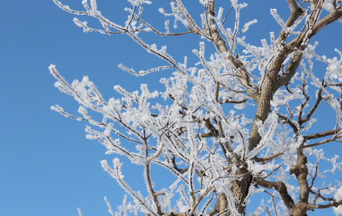 真っ白な冬の白い花をアップで紹介します　樹氷はこのような霧氷が成長してできるのでしょうか　寒い中での冬の花も一味ありますね　