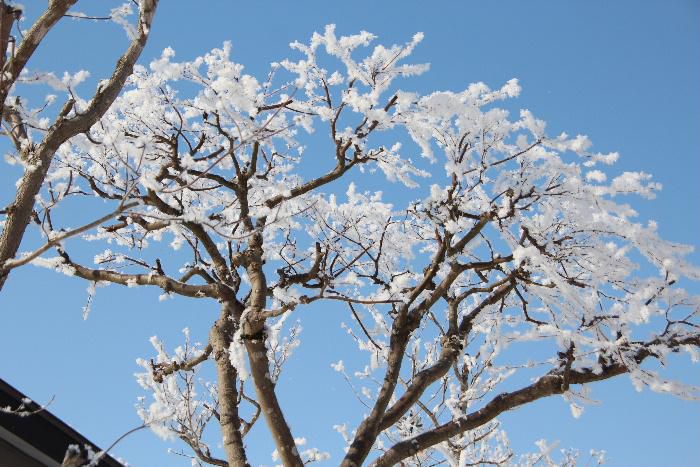 昨日は好天で青空がいっぱいに広がりました　木々の枝々には真っ白な花が咲いているように大きな霧氷が付いており　太陽に照らされてひらひらと花びらのように霧氷が舞い落ちてきます　つかの間のホッとするひと時です　今日は節分です　季節を分ける時期です　一歩一歩春に近づくのですね
