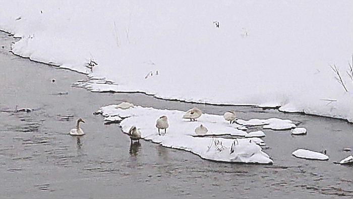 餌はありますか　土場橋上流の雪解け水が流れる吉野川で　雪が積もって中洲のようになっている所に白鳥がいました　川の流れも少し速く気温も低くなり始めた夕方です　餌を探しているのでしょうか