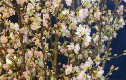早春の山形県の特産品の一つ「啓翁桜」が咲いています　春を告げる啓翁桜は今が出荷の最盛期でこれからそちこちでこの桜を見ることができるようになります　春を告げる花です