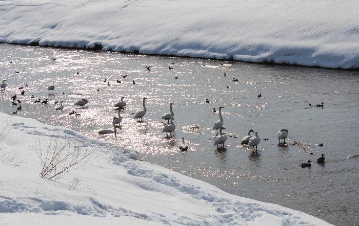 白鳥がカモと一緒に餌を求めて吉野川に浮いています　パンを川に流すと餌を求めて白鳥が寄ってきてきました　春の光が川面に反射しています　でも今日はまた冬に逆戻りの天候です　春はもう少し先かな