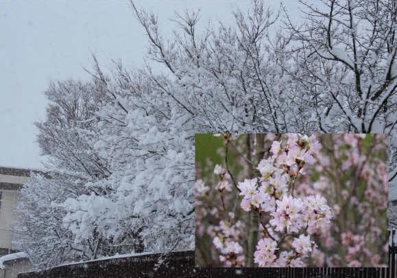 雪の花と啓翁桜　雪がようやく峠を越しました　淡雪のように木々の枝に咲いた真っ白な花と温室にさく啓翁桜をコラボした写真を作ってみました　外は寒い冬なのに温室には菜の花や桜の花が咲いています　もう少しで春がやってくるのでしょうか