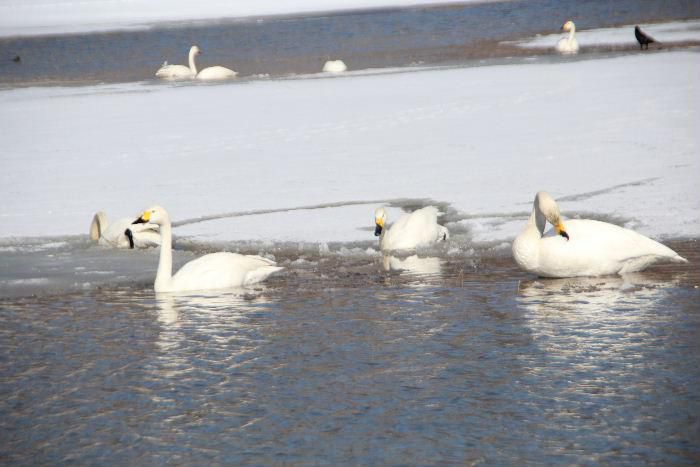 金沢地区の白鳥は今日も元気に泳いでいます　北帰行の準備のためにたくさんの餌が必要です　雪の解けだし増水した田んぼで餌をついばんでいます　もうすぐ北に向かって飛んで行ってしまいます　もうしばらくのお付き合いでしょうか