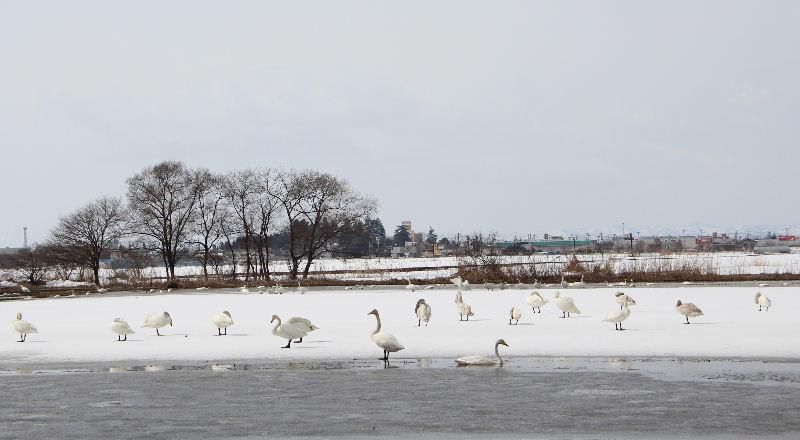 白鳥が雪の上を乱舞しています　１００羽近い白鳥が赤湯の街のすぐ近くにきています　白鳥以外の野鳥も何種類か見ることができとても心を穏やかにしてくれ風景です