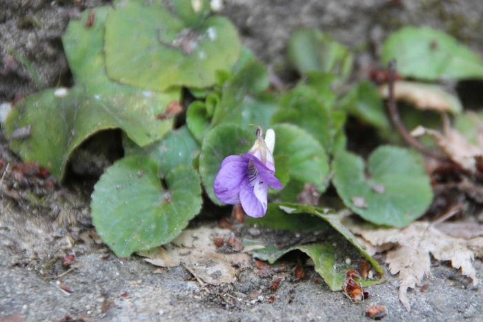 東正寺の観音堂に上る階段で小さな紫色の花を見つけました　公園の日当たりのよい南斜面にも全く花を見つけられずにいたときでしたのでほっとした気持ちにになりました　早速図鑑やネットの画像検索でさがしてみましたが名前も解りませんでした　花の形からスミレの仲間でとネットで見つけたニオイスミレに似ていますがよく分からないでしまいました