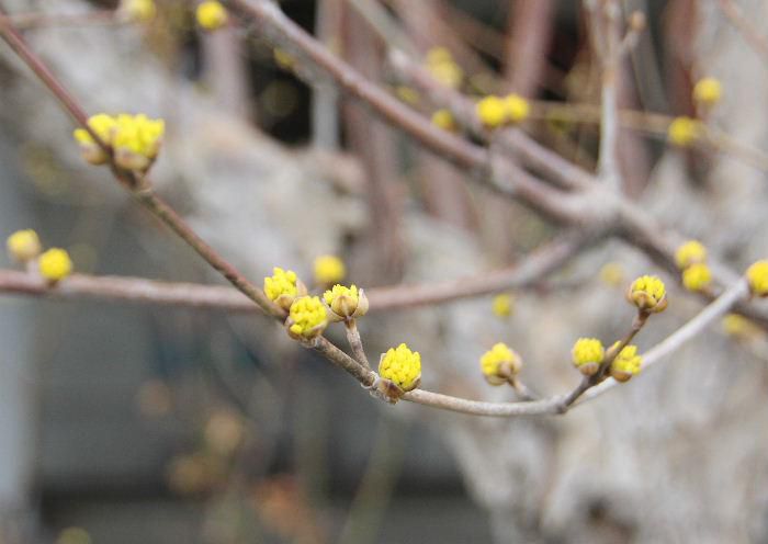 黄色い蕾が密集した花木を国道沿いのある家で見つけました　ネットで調べてみると似たような花木で「ミモザ」という花を見つけました　まだ３月で寒い日も続く気候で今まで気が付かなかった花木です　本当の名前は何でしょうか