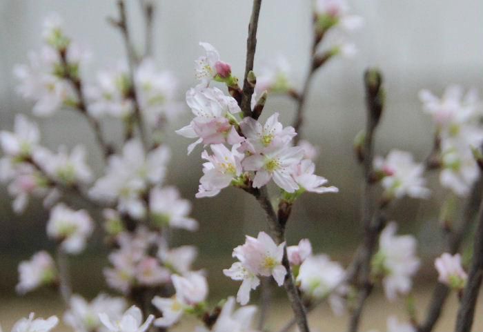 桜の花が満開です　といっても先日いただいた啓翁桜が室内で開花したものです　室内での開花ですが春はやっぱり桜ですね　烏帽子山公園の桜の蕾はまだまだ固く開花が待たれます