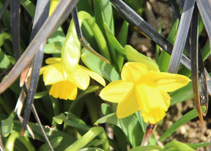 スイセンの花をあちこちで見かけるようになりました　昨日はまさに春本番のような陽気で草花の芽が勢いよく芽吹いてくる音が聞こえてきそうな日和となりました　花も次々と咲いています　春を象徴するスイセン(ミニスイセン)の黄色の花が目に飛び込んできました