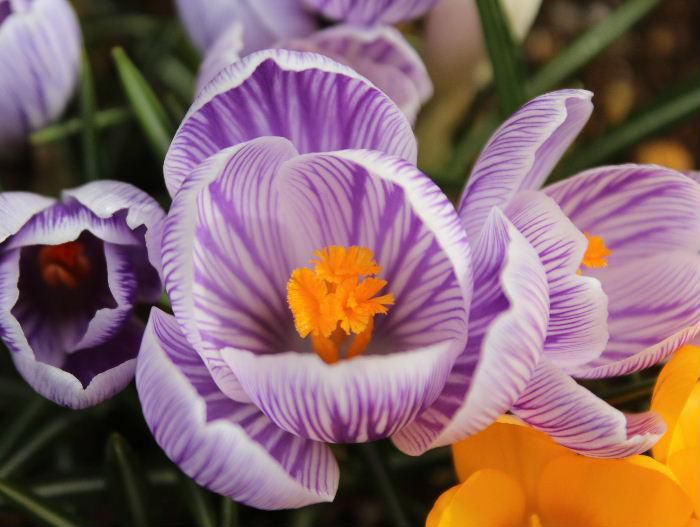 淡い薄紫色のクロッカスの花が咲き始めました　花弁の中には鮮やかな黄色の雄しべと雌しべが覗いています　アップしてみるとなんとなく神秘的な感じがします　背の低い花ですが一斉に咲き始めると見事に春の花壇を彩ってくれる花の一つです　