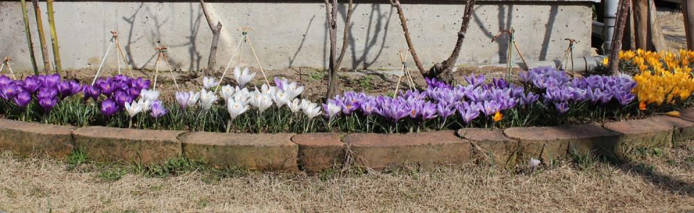 暖かさに誘われて庭のクロッカスが一斉にさいています　紫、白、薄紫、黄色と花を広げ太陽の光をサンサンと浴びています　日増しに暖かくなる春の陽気に誘われて他の花も咲き始めました